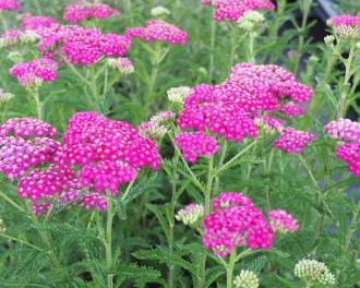 Achillea millefolium 'Apfelblüte'