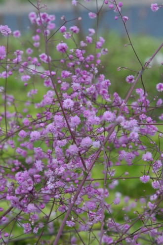 Thalictrum delavayi 'Hewitts Double'