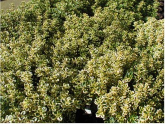Thymus citriodorus 'Aurea'