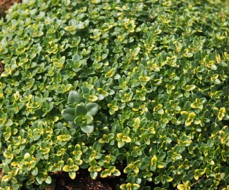 Thymus hybridum 'Rasta'