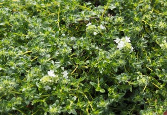 Thymus serpyllum 'Amadé'