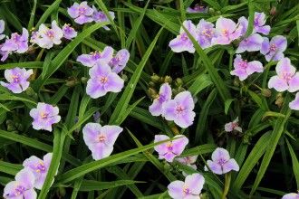 Tradescantia andersoniana 'Bilberry Ice'