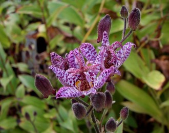 Tricyrtis formosana 'Purple Beauty'