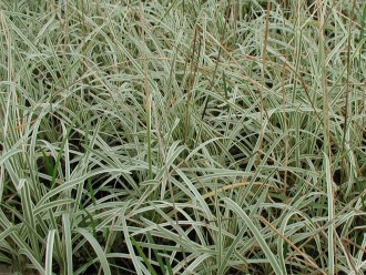 Tulbaghia violacea 'Silver Lace'