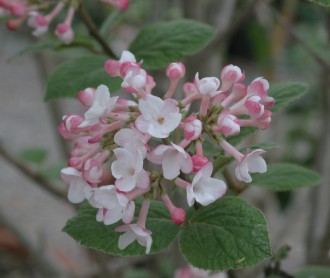 Viburnum carlesii 'Aurora'