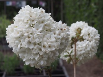 Viburnum hybridum 'Eskimo'