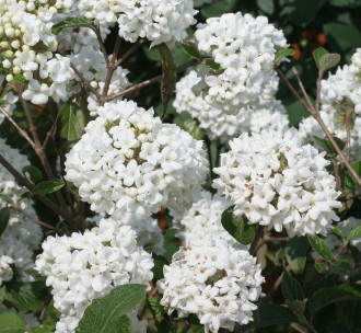 Viburnum x carlcephalum