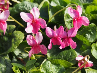 Viola odorata 'Coeur d' Alsace'