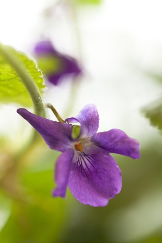 Viola odorata 'Des Charentes'