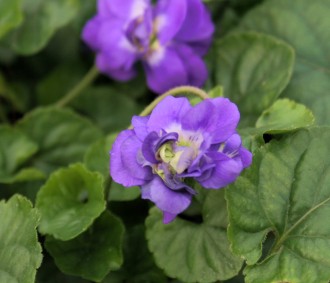 Viola odorata 'Flore Pleno'