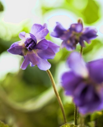 Viola odorata 'King of Violets'