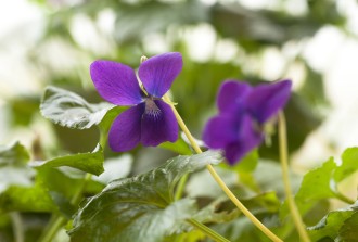 Viola odorata 'Princesse de Galles'