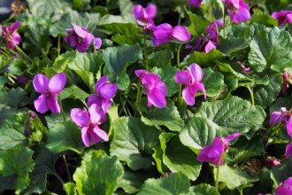 Viola odorata 'Vin d'André Thorp'