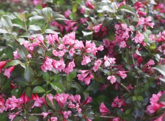 Stachys officinalis 'Pink...