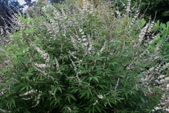 Vitex agnus-castus 'Alba'