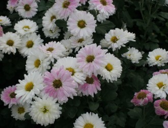 Chrysanthemum  'Poesie'