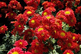 Chrysanthemum  'Brockenfeuer'