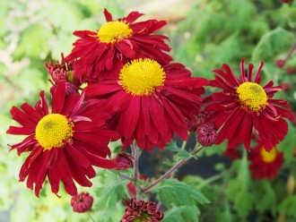 Chrysanthemum  'Ceddie Mason'