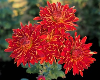 Chrysanthemum  'E.H.Wilson'