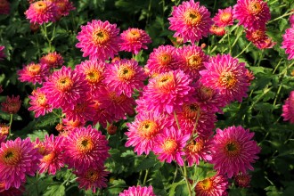 Chrysanthemum  'Cinderella'