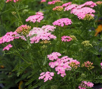 Achillea millefolium 'Wonderful Wampee'