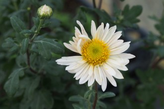 Chrysanthemum  'Elaines Hardy White'