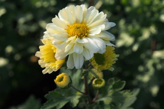 Chrysanthemum  'Edelgard'