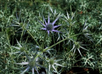 Eryngium hybridum 'Lapis Blu'