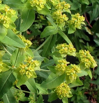 Euphorbia donii 'Amjillasa'