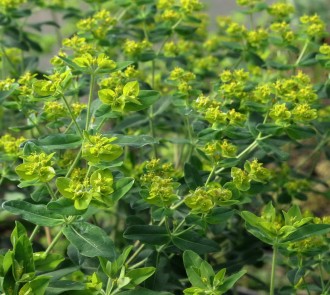 Euphorbia seravschanica