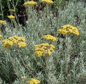 Helichrysum italicum ( angustifolium)