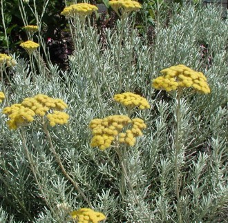 Helichrysum italicum ( angustifolium)