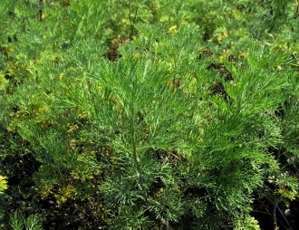 Artemisia abrotanum 'Coca Cola'