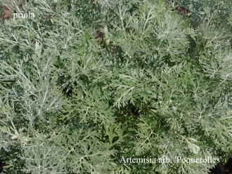 Artemisia arborescens...