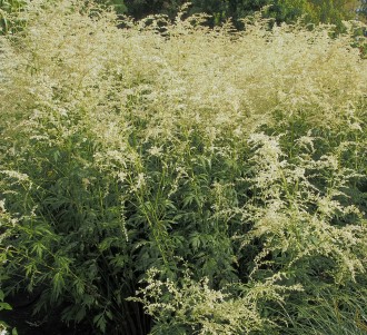 Artemisia lactiflora 'Jim Russel'