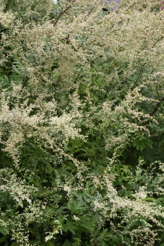 Artemisia lactiflora Weisses Wunder'