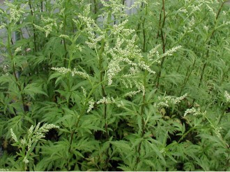 Artemisia parviflora 'South West'