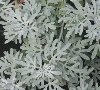 Artemisia stelleriana 'Mori's Form'