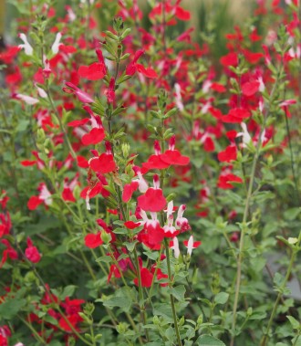 Salvia greggii 'Hotlips'