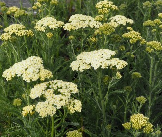 Achillea millefolium 'Rainbow Creme de la Creme'