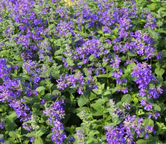 Nepeta  'Hill Grounds'
