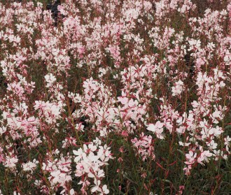 Gaura lindheimeri 'Dover'