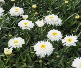 Chrysanthemum x superbum  Sweet Daisy 'Rebecca'