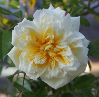Rosa climbing 'Alberic Barbier'
