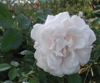 Rosa climbing 'Madame Alfred Carrière'