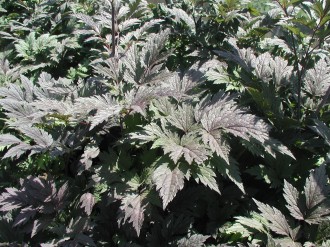 Actaea simplex 'Pink Spike'