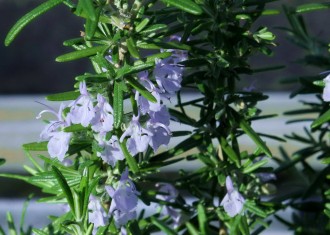 Rosmarinus officinalis 'Fuenteroyos Blanco'