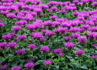Monarda Serie Bee You 'Bee-Free'