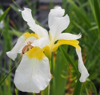 Iris sibirica 'Primrose Cream'