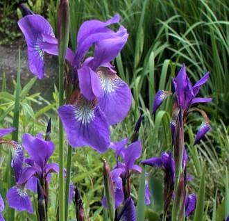 Iris setosa ssp. canadensis